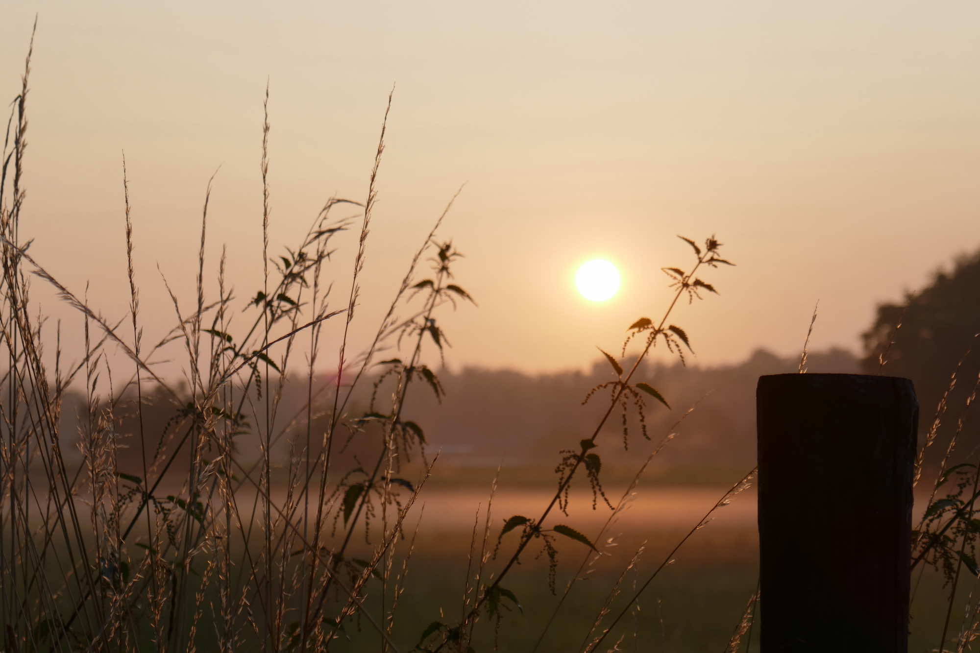 Zomerse Ochtend te Werchter